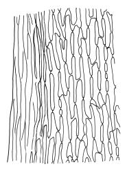 Dicranoloma plurisetum, mid laminal cells at margin. Drawn from A.J. Fife 8581, CHR 464928.
 Image: R.C. Wagstaff © Landcare Research 2018 